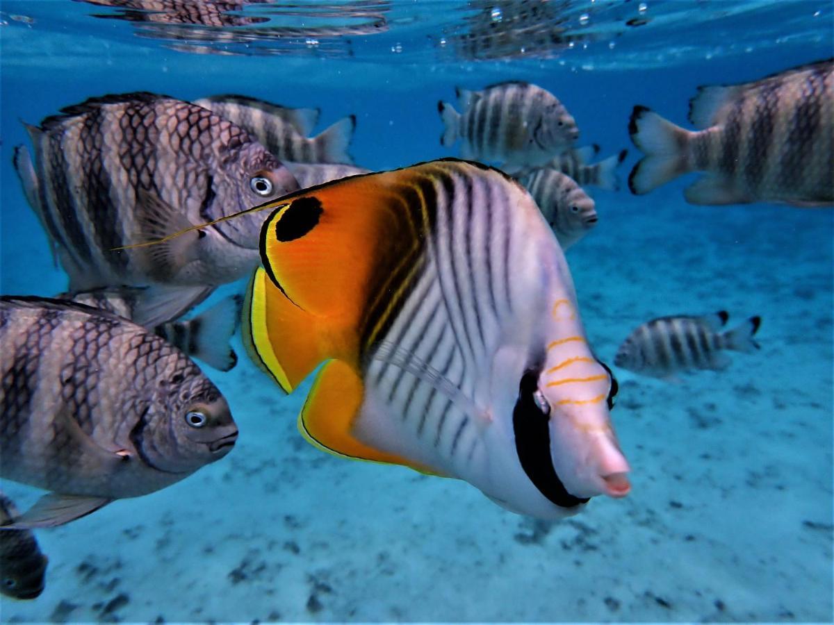 2 Nuits Insolites & 1 Excursion Voile A Bord Du Voilier Mori Ora Moorea Εξωτερικό φωτογραφία