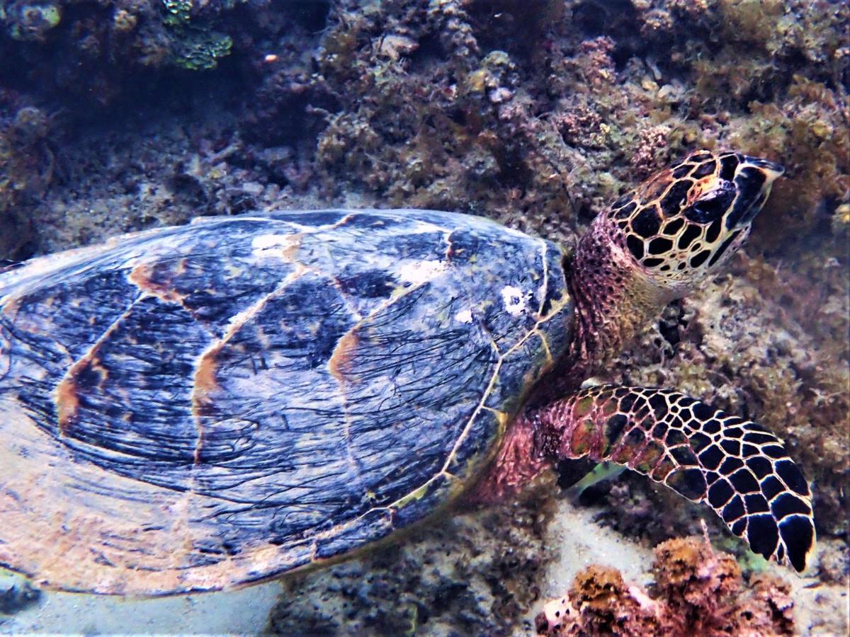 2 Nuits Insolites & 1 Excursion Voile A Bord Du Voilier Mori Ora Moorea Εξωτερικό φωτογραφία