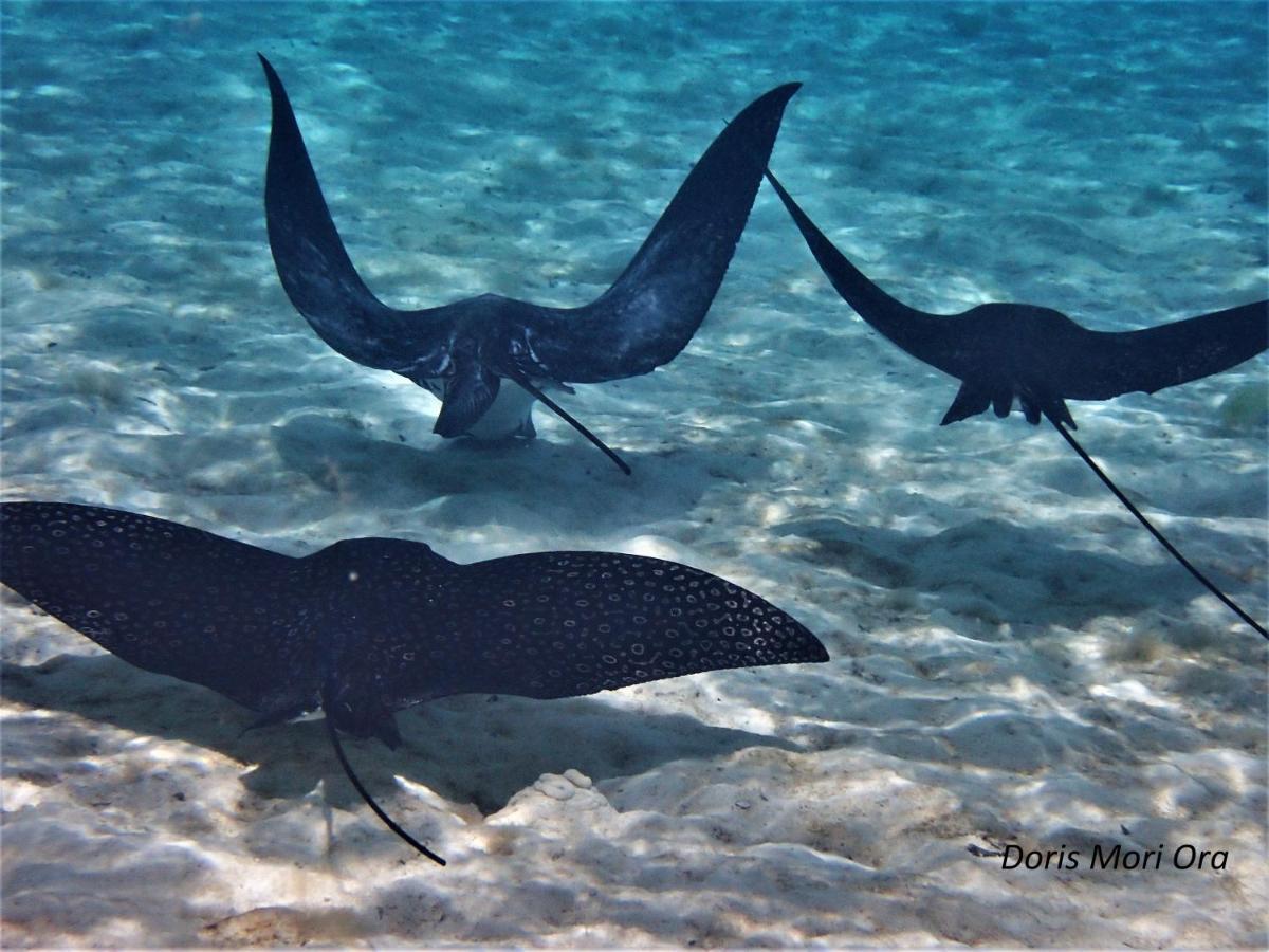 2 Nuits Insolites & 1 Excursion Voile A Bord Du Voilier Mori Ora Moorea Εξωτερικό φωτογραφία