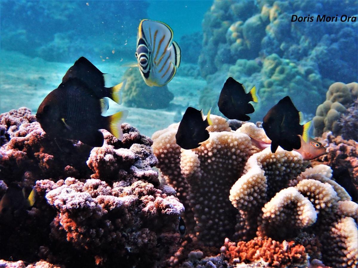 2 Nuits Insolites & 1 Excursion Voile A Bord Du Voilier Mori Ora Moorea Εξωτερικό φωτογραφία